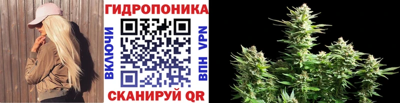 Бошки Шишки конопля  Луза 